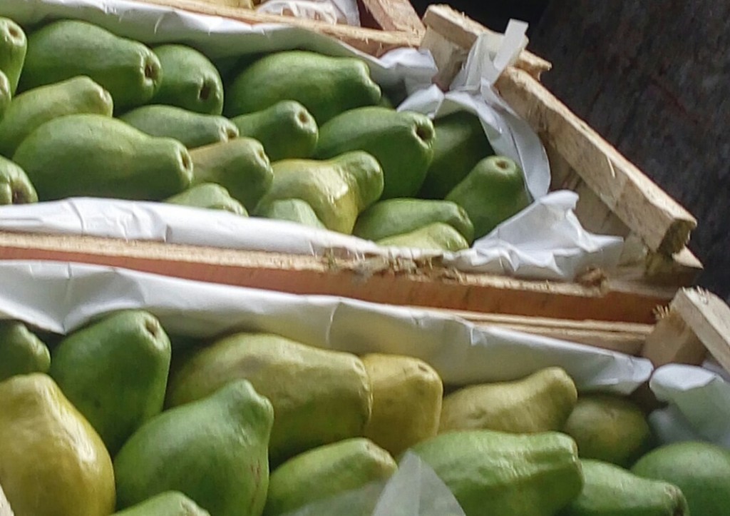 Guayaba pera