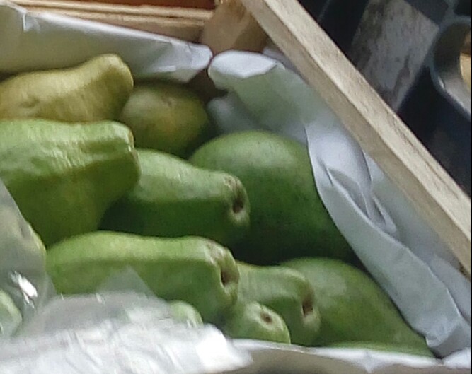 Guayaba pera