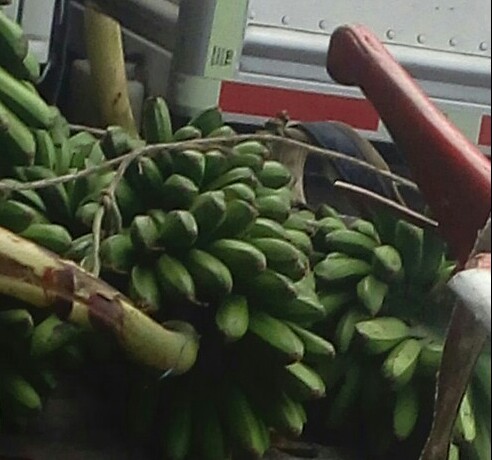 Colicero