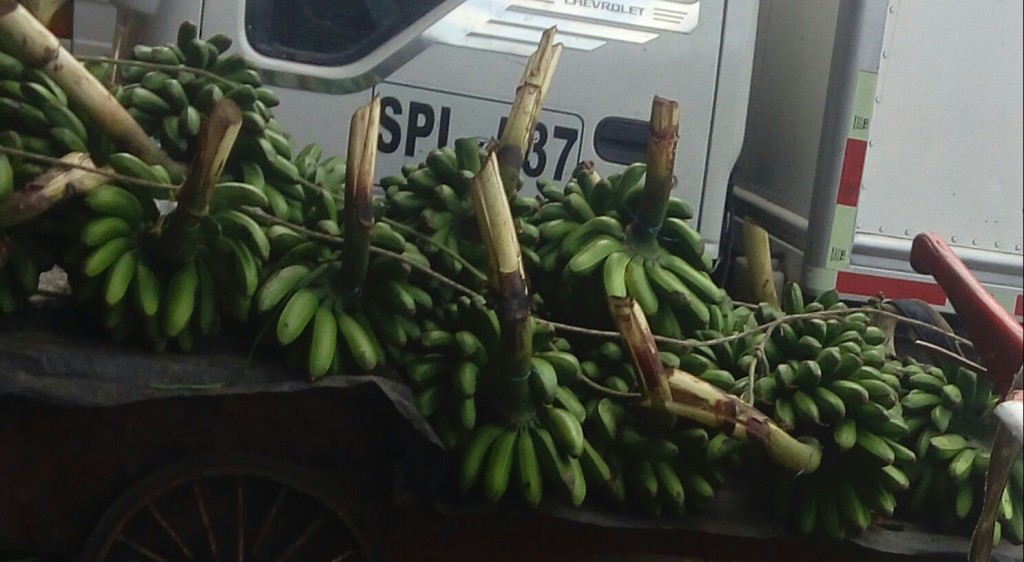 Colicero