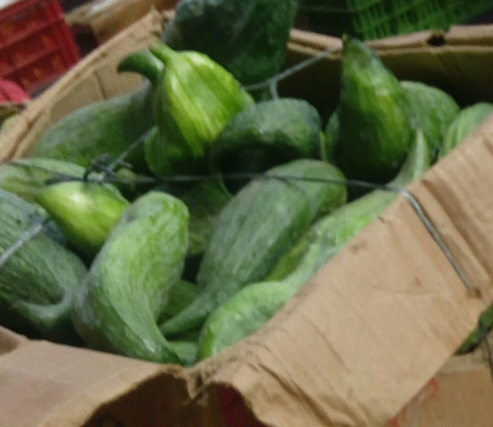 Pepino para guiso