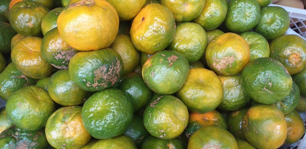 Mandarina oneco