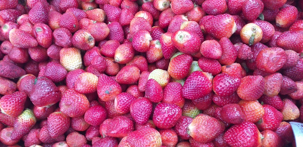 Fresa despitonada