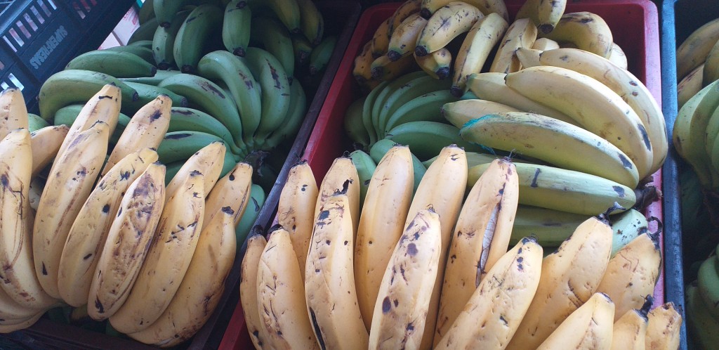 Banano criollo