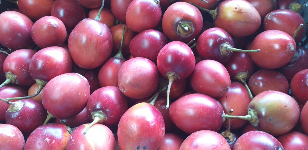 Tomate injerto