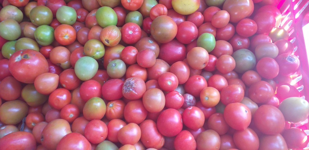 Tomate chonto 3ra/20kg