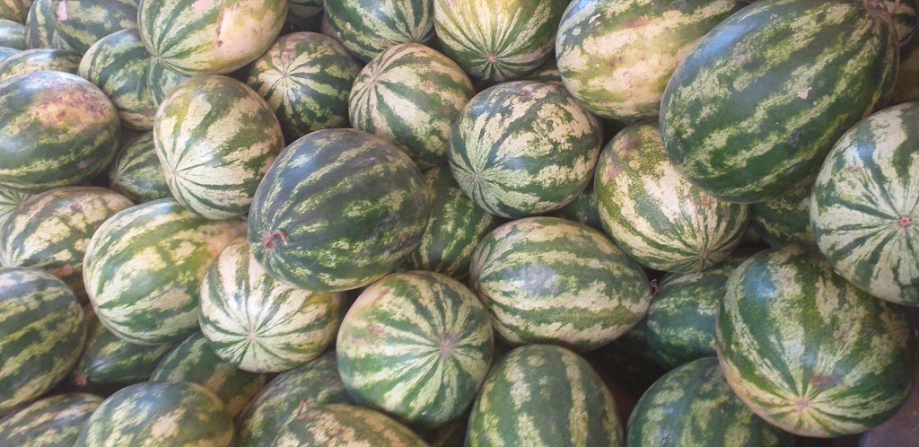 Sandia delgada