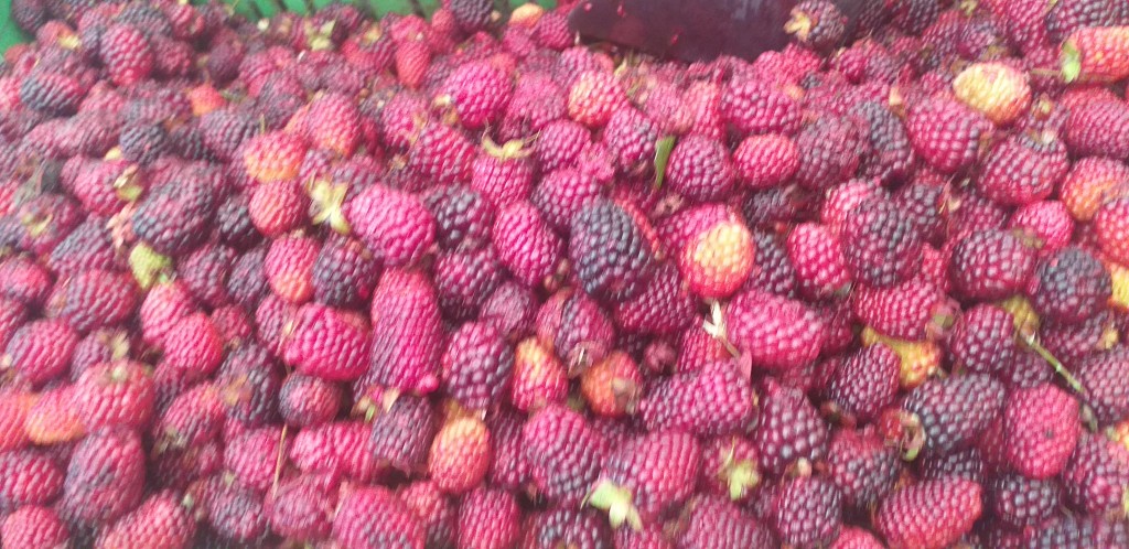 Moras