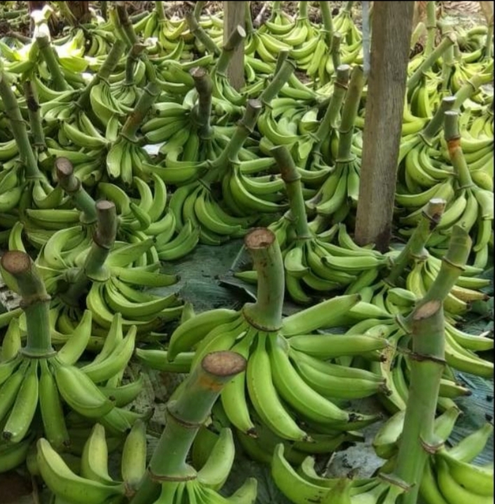 Platano verde selecto/25kg