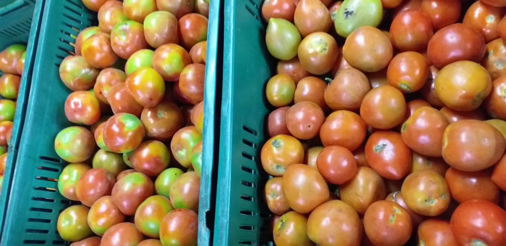 Tomate chonto de 2da