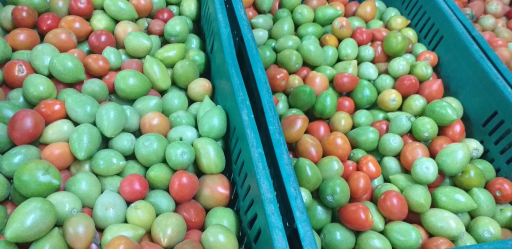Tomate chonto de 3ra