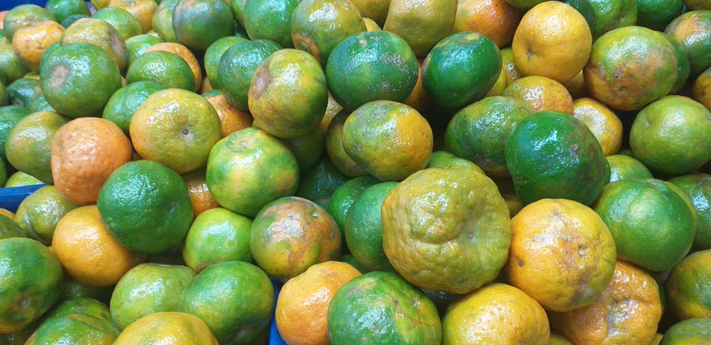 Mandarina oneco