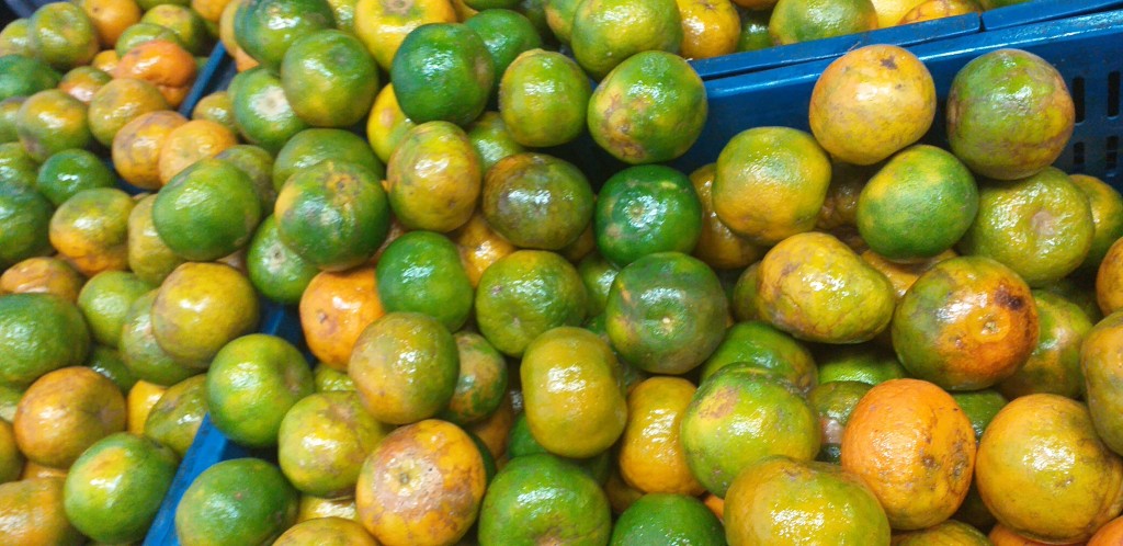 Mandarina oneco 2da