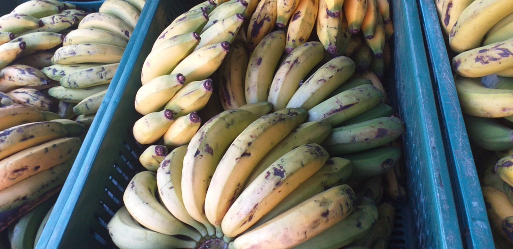 Banano maduro