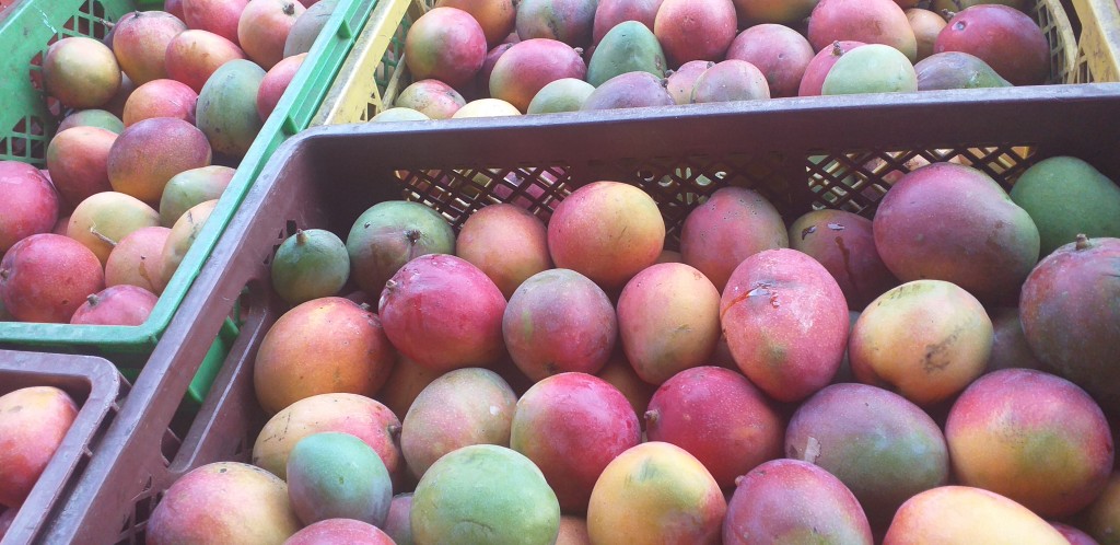 Mango farchi delgado