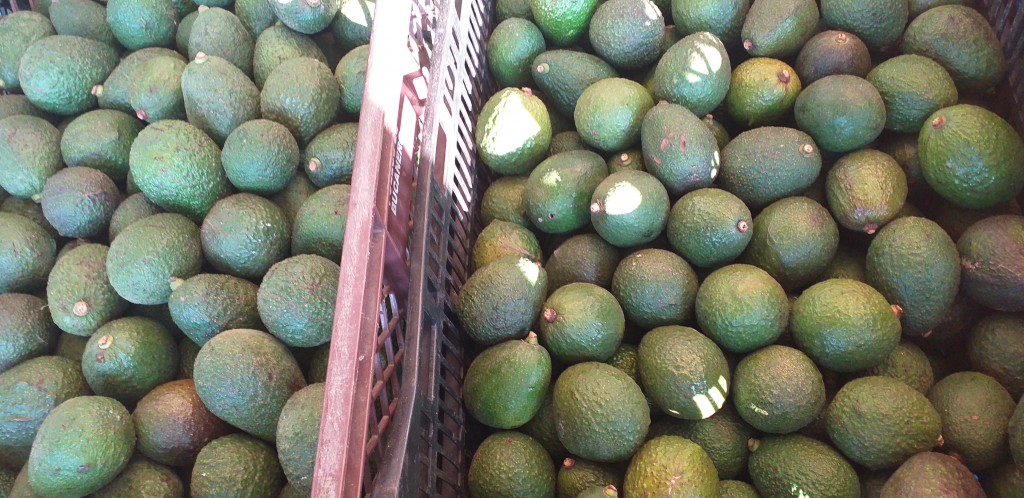 Aguacate hass