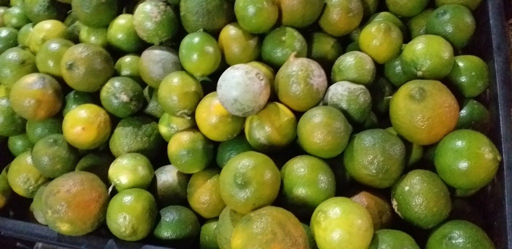 Limon mandarino