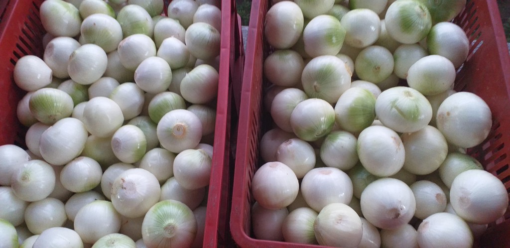 Cebolla blanca pelada