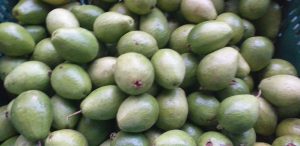 Guayaba gruesa