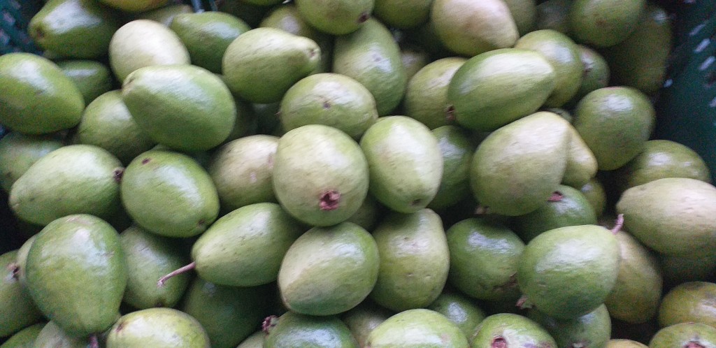 Guayaba gruesa