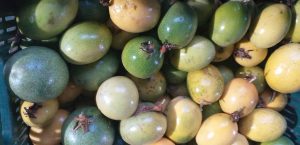 Maracuya extra