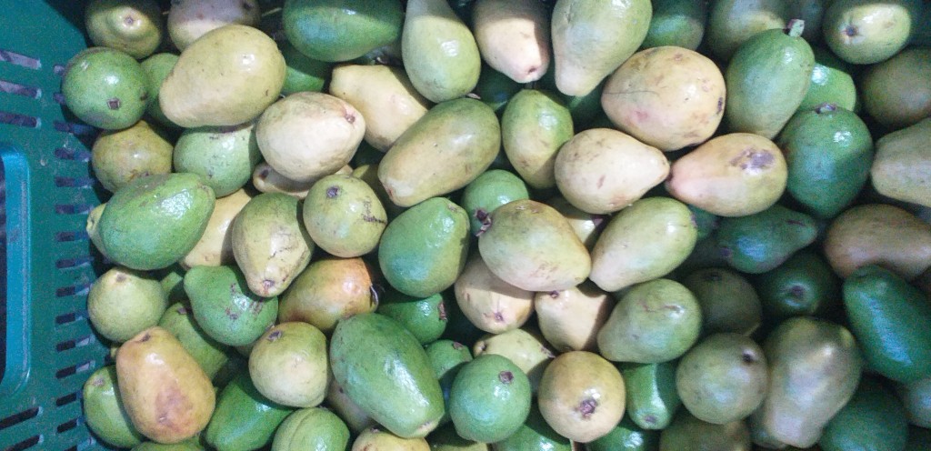 Guayaba delgada