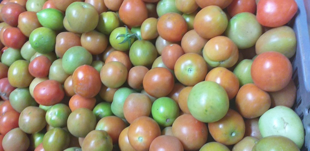 Tomate chonto delgado/22kg
