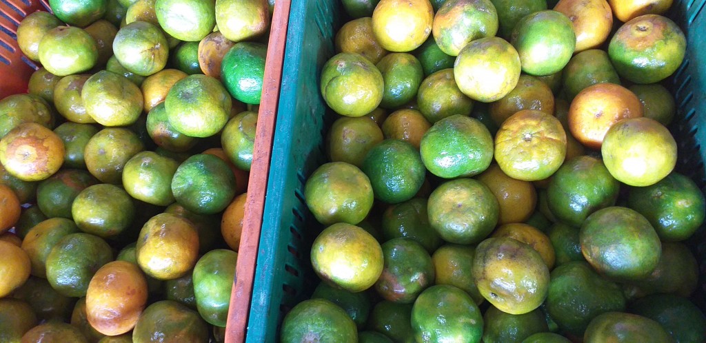Mandarina oneco 2da