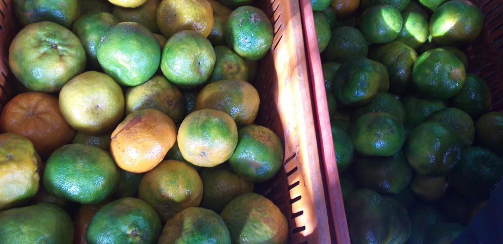 Mandarina oneco de 1ra
