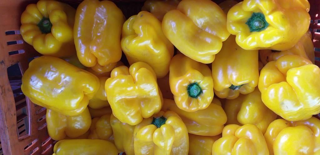 Pimenton amarillo