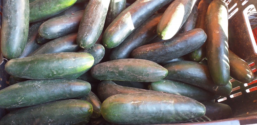 Pepino cohombro