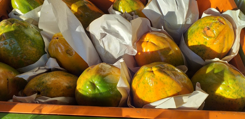 Papaya maradol