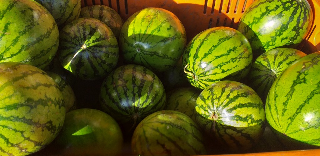 Sandia baby