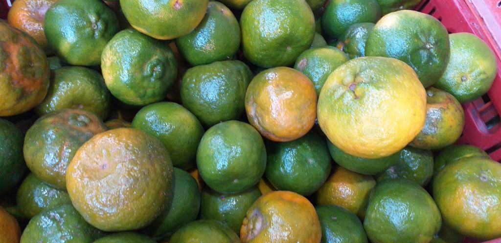 Mandarina oneco