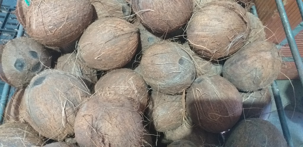 Coco de panama