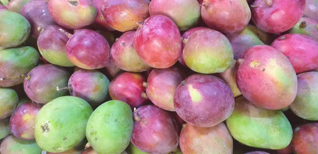 Mango tommy delgado