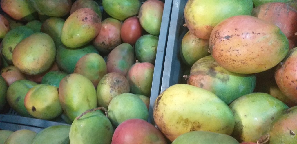 Mango farchi