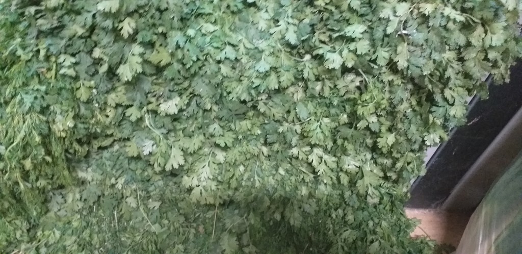 Cilantro