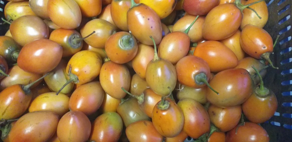 Tomate de arbol