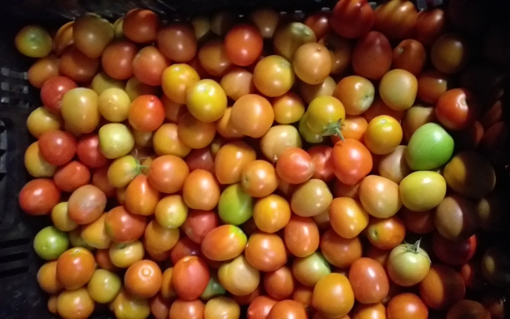 Tomate chonto 3ra