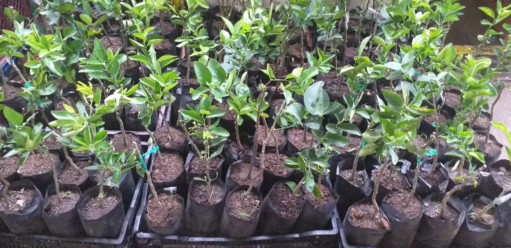 Planta limon tahiti