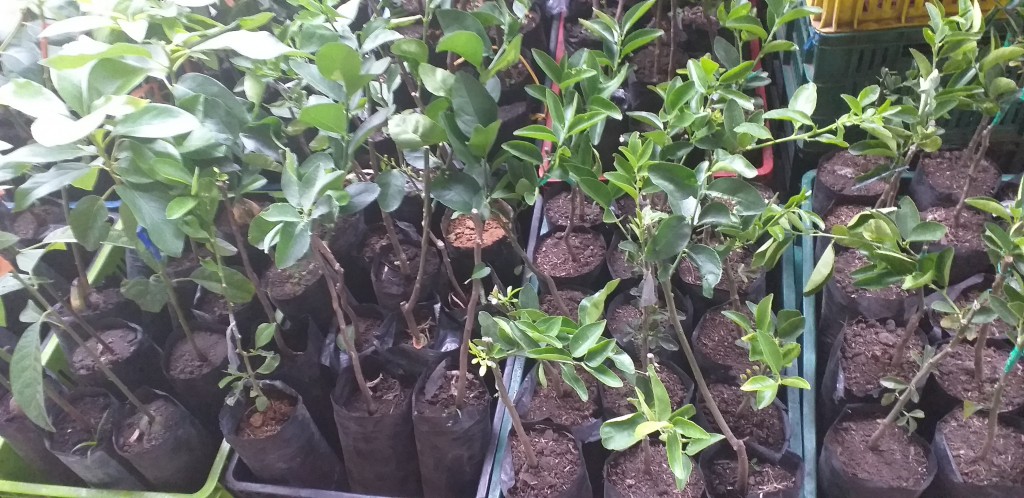 Planta aguacate papelillo