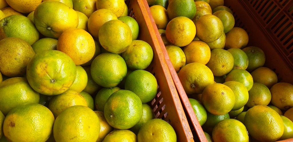 Naranja valencia
