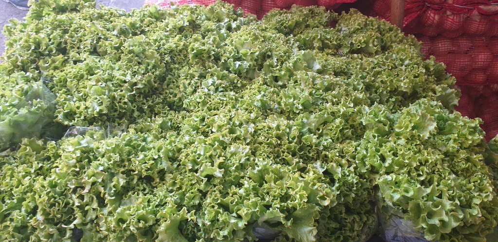 Lechuga crespa hidroponica