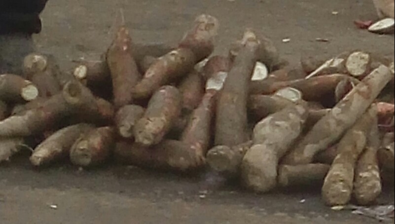 Yuca