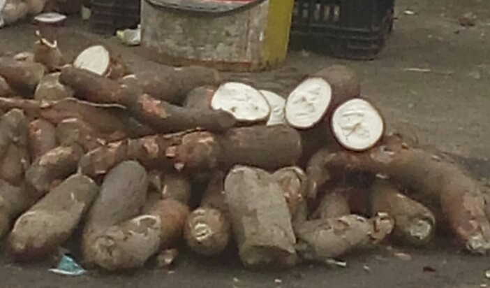 Yuca