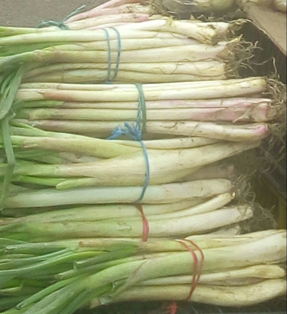Cebolla