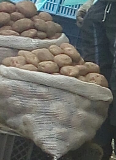 Papa pastusa