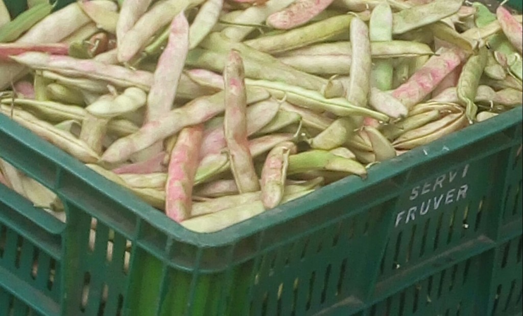 Frijol en cascara