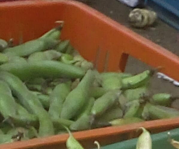 Habas en cascara
